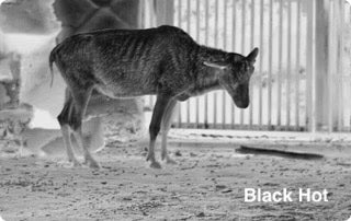 PixFra Ranger 640x512, 35 mm Värmekamera