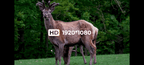Arken Optics DNT Zulus HD 5-20x (bild 7)