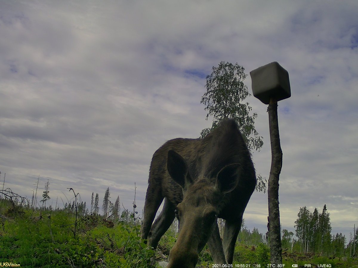 UOVision LiveStream PRO 4G (bild 9)